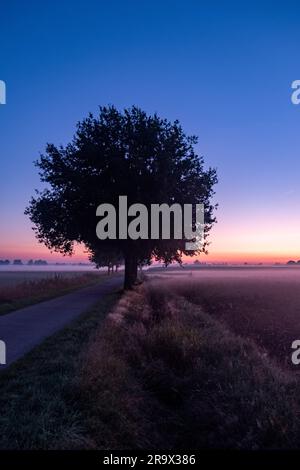 Arbre solitaire sur une colline d'automne. Silhouette d'un arbre sans feuilles sur une colline d'herbe contre un ciel clair de coucher de soleil dans des tons froids magenta. Photo de haute qualité Banque D'Images