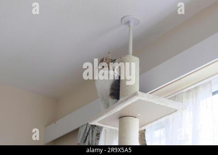 Chat Tabby femelle adulte assis juste en haut d'un arbre à chat du sol au plafond Banque D'Images