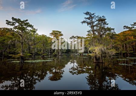 La beauté des arbres dans la zone humide du parc national de Caddo Lake, Texas Banque D'Images