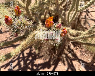 Une plante de cactus vibrante et pleine de fleurs, entourée d'un paysage désertique baigné de soleil Banque D'Images