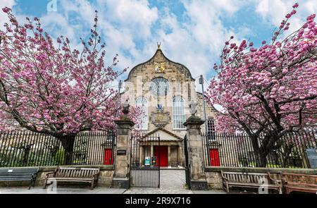 Les cerisiers en fleur fleurissent à l'histroïque Canongate Kirk, Royal Mile, Édimbourg, Royaume-Uni Banque D'Images