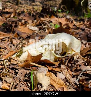 Crâne d'un cerf de Virginie, odocoileus virginianus, situé sur le fond forestier recouvert de feuilles du Missouri. Vue latérale Banque D'Images