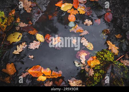 Flaque d'automne après la pluie avec motif de feuilles d'automne dans l'eau sombre à l'automne couleurs de l'automne Banque D'Images