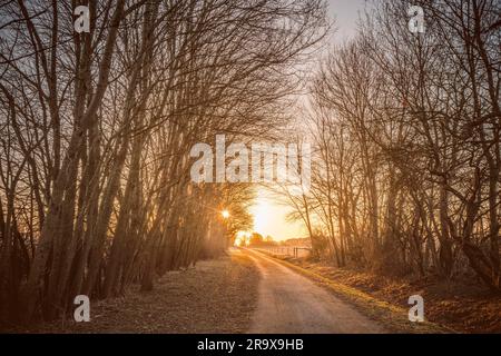 Route sinueuse dans le lever du soleil avec des arbres sur le bord de la route le matin Banque D'Images