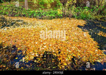 Lac recouvert de feuilles d'automne colorés en jaune et orange à l'automne dans une forêt à l'automne Banque D'Images