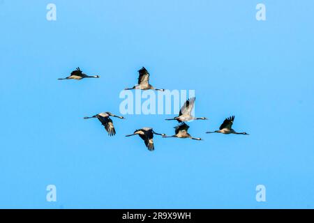 Troupeau de grues volant dans l'air le ciel bleu clair Banque D'Images