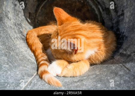 Chaton de couleur orange dormant à l'extérieur dans un baril en métal en été Banque D'Images