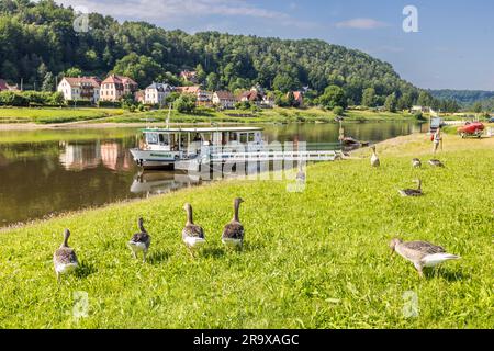 Ferry sur l'Elbe près de Wehlen, Allemagne. Point de départ pour des randonnées en Suisse saxonne. Malerweg et sur les traces de Caspar David Friedrich Banque D'Images