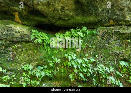 Fern et mousse sur un rocher. Les blocs de grès dentelés sont typiques de la Suisse saxonne et de la région du parc national de la Suisse saxonne-bohémienne. Chemin du peintre à travers la Suisse saxonne. Lohmen/Stadt Wehlen, Allemagne Banque D'Images