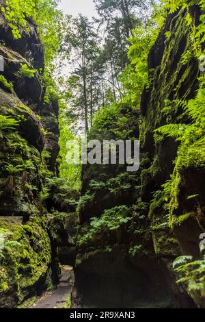 Porte rocheuse à Uttewalder Grund sur le chemin du peintre à travers la Suisse saxonne. Lohmen/Stadt Wehlen, Allemagne. Porte rocheuse d'Utterwald. Elbe Sandstone Mountains. Parc national Saxon Suisse. Motif et lieu d'inspiration du peintre Caspar David Friedrich au 19e siècle Banque D'Images