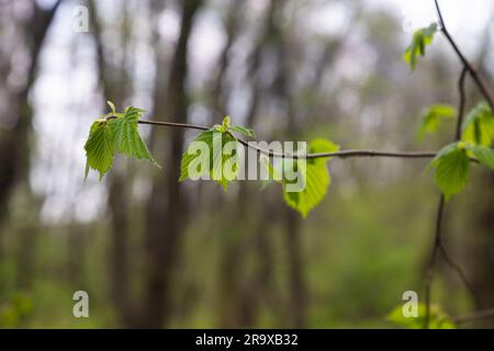 Feuille de charme au soleil. Branche de charme avec feuilles vertes fraîches. Magnifique fond vert naturel. Lames de ressort. Banque D'Images