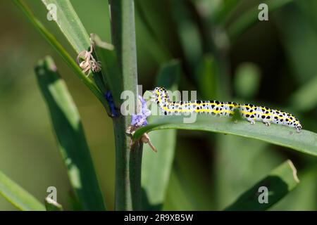 Mullein Moth (Cuculllia verbasci) caterpillar se nourrissant de feuilles pourpres de toadflux blanches avec des marques jaunes et noires juin et juillet saison d'été royaume-uni Banque D'Images