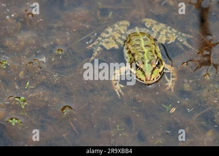 Grenouille de marais Rana ridibunda, verdâtre avec des taches noires sur le corps et les jambes face pointue yeux proches les uns des autres bande vert jaunâtre au centre le long du dos Banque D'Images