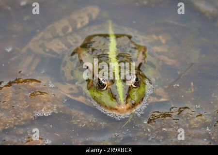 Grenouille de marais Rana ridibunda, verdâtre avec des taches noires sur le corps et les jambes face pointue yeux proches les uns des autres bande vert jaunâtre au centre le long du dos Banque D'Images