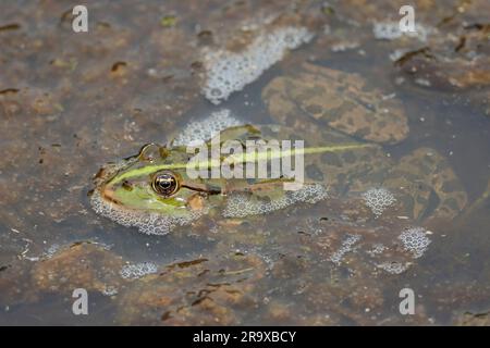 Grenouille de marais Rana ridibunda, verdâtre avec des taches noires sur le corps et les jambes face pointue yeux proches les uns des autres bande vert jaunâtre au centre le long du dos Banque D'Images