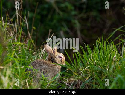 Lapin sauvage assis dans l'herbe avec la myxomatose virale avec l'oeil rouge gonflé. East Lothian, Écosse, Royaume-Uni Banque D'Images