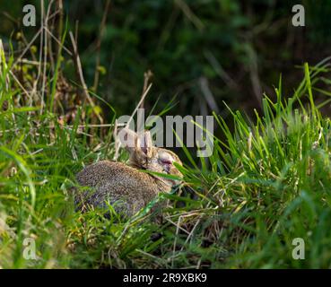 Lapin sauvage assis dans l'herbe avec la myxomatose virale avec l'oeil rouge gonflé. East Lothian, Écosse, Royaume-Uni Banque D'Images