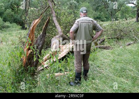 L'agriculteur regarde les dégâts après la tempête. Les vents violents ont laissé leur marque et cassé ses arbres fruitiers. Les conditions météorologiques extrêmes sont incestes Banque D'Images