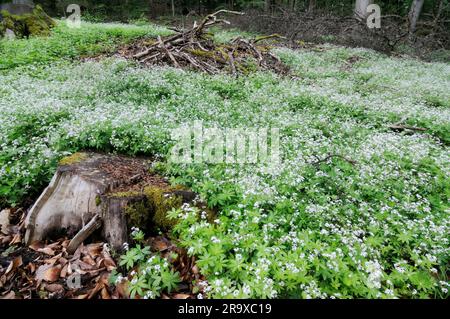 Woodruff (Asperula odorata) (Galium odoratum), paille de lit parfumée Banque D'Images