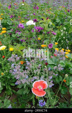 Champ sauvage, mis de côté avec la bourrache, le marigold, Allemagne Banque D'Images