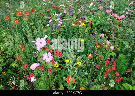 Champ sauvage, mis de côté avec la bourrache, l'amarante, la malle et le marigold, Allemagne Banque D'Images