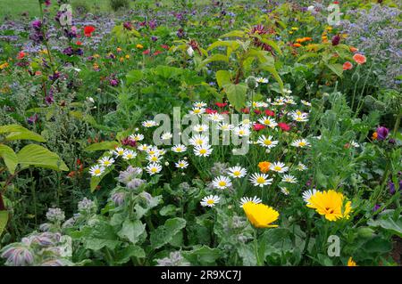 Champ sauvage, mis de côté avec la bourrache, amaranth, marigold, Allemagne Banque D'Images