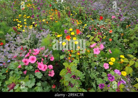 Champ sauvage, mis de côté avec la bourrache, l'amarante, la malle et le marigold, Allemagne Banque D'Images