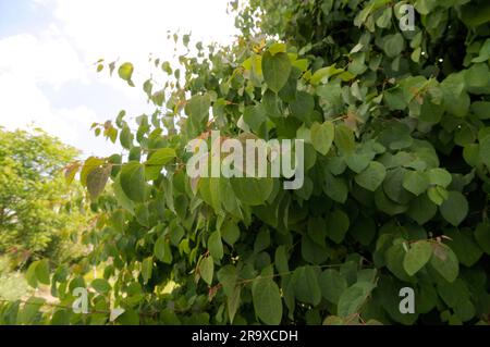 katsura japonaise, pain d'épice (Cercidiphyllum japonicum), famille des arbres à gâteaux, Cercidiphyllaceae Banque D'Images