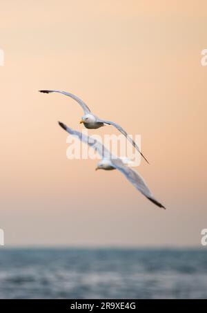 Paire de Goélands argentés adultes (Larus argentatus) volant ensemble au-dessus de l'eau sur la côte sud de l'Angleterre, au Royaume-Uni. Portrait. Banque D'Images
