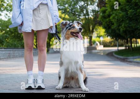 Magnifique portrait australien de collie dans un parc urbain. Tricolor merle aussie berger chien sur la laisse à côté d'une fille Banque D'Images