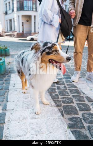 Blue merle berger australien sur la laisse dans la ville. Deux personnes marchant dans l'australie en zone urbaine, se concentrent sur le chien Banque D'Images