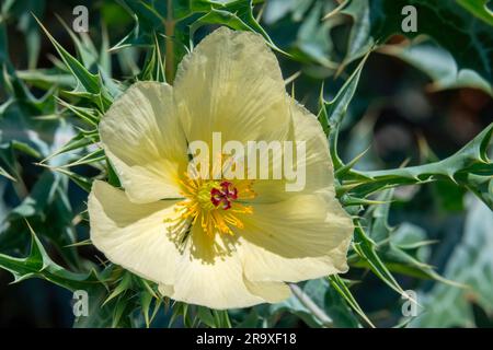 Figuier du diable (Argemone ochroleuca).Un gros plan d'un coquelicot de Prickly également connu sous le nom de coquelicot mexicain, qui est une plante déclarée envahissante en Afrique du Sud. Banque D'Images