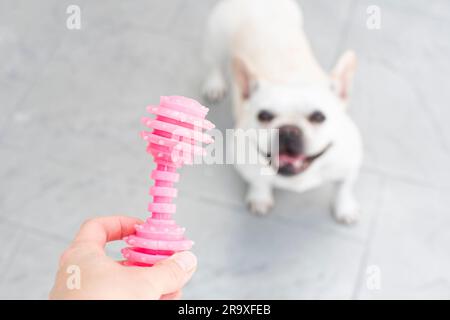 Les propriétaires offrent un jouet à un chien. Le bulldog français blanc est prêt à jouer Banque D'Images