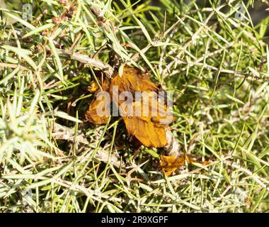 Champignon parasite du genièvre Gymnosporangium clavariaeforme parasite forestier Banque D'Images