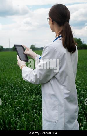 une agronome femelle dans un manteau blanc vérifie la croissance des plantes dans le champ. Un biologiste sur le terrain vérifie les lectures du blé, un agriculteur ne prend pas Banque D'Images