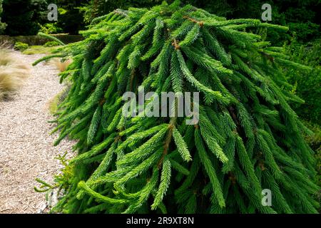 Pleurant, branches, densément, Bas, jardin, Conifère, épinette, arbre, épinette de Norvège, Picea abies jardin d'épinette 'Frohburg' Banque D'Images