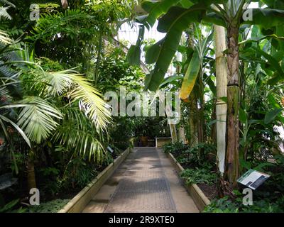 Passerelle à l'intérieur du Palm House dans les jardins botaniques de Kew Banque D'Images