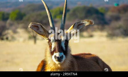 Portrait d'une vache antilope roane dans le parc national de Mokala. Les deux sexes portent des cornes incurvées dans le dos, cependant, les vaches sont plus légères et plus courtes. Banque D'Images