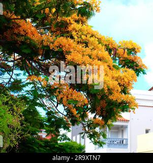 Un luxueux arbre de bougainvilliers saturé dans un bungalow. Banque D'Images