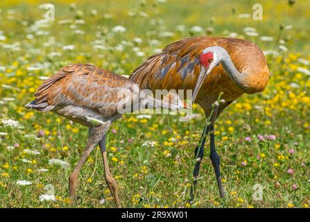 Un parent Sandhill Crane et son colt fourraillent ensemble dans un champ du Midwest. Banque D'Images