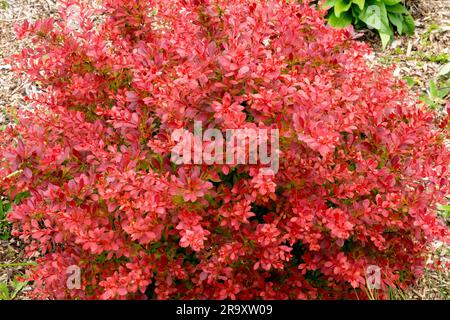 Berberis thunbergii 'Corail', rouge, Barberry japonaise, arbuste, jardin Banque D'Images