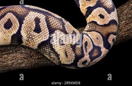 Le serpent à maïs, Pantherophis guttatus, parfois appelé serpent à rat rouge, est une espèce de serpent à rat nord-américain de la famille des Colubridae. Gros plan du corps Banque D'Images