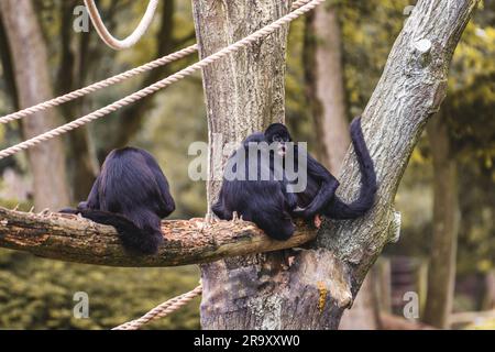 singes araignées à face brune en captivité Banque D'Images