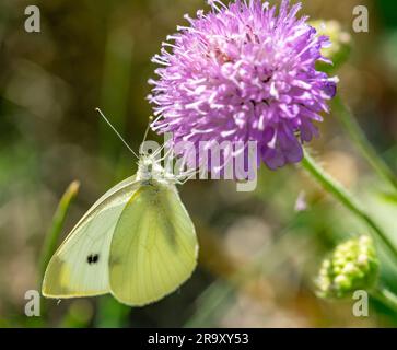 Petit chou papillon blanc sur chardon Banque D'Images