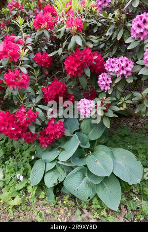 Floraison, Rhododendrons, Lily plantain, Hosta sieboldiana 'elegans', Border, Arbuste, arête Banque D'Images