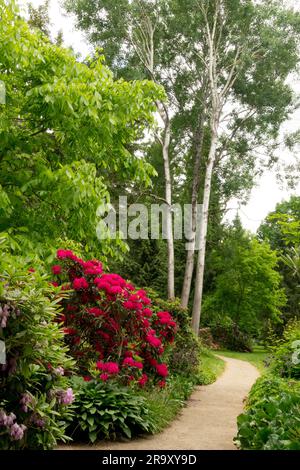 Scène de jardin, chemin, Rhododendron, floraison, chemin de jardin, Bord, parc, paysage, arbre Banque D'Images