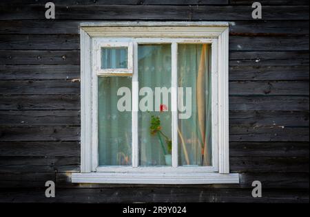 Fleur rouge dans un petit pot debout devant des rideaux blancs derrière la fenêtre d'une ancienne maison en bois sombre Banque D'Images
