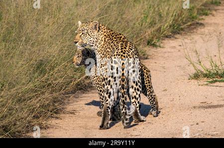 Léopard femelle (Panthera pardus) marchant sur la piste de terre avec deux jeunes petits dans le parc national du Grand Kruger, Afrique du Sud Banque D'Images