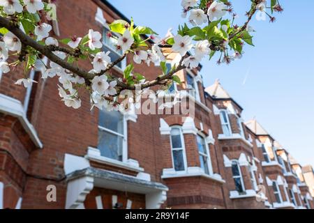 Rangée de maisons en terrasse typiquement britanniques dans le sud-ouest de Londres Banque D'Images
