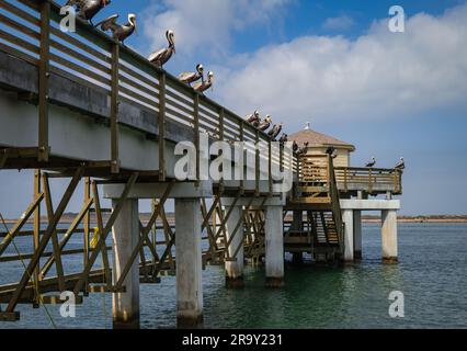 Jetée ou quai, au-dessus de l'eau, avec des pélicans bruns et des oiseaux cormorans perchés sur la rampe, à la recherche de nourriture. Banque D'Images